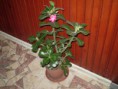 /album/fenykepgaleria/sivatagi-rozsa-adenium-006-jpg/